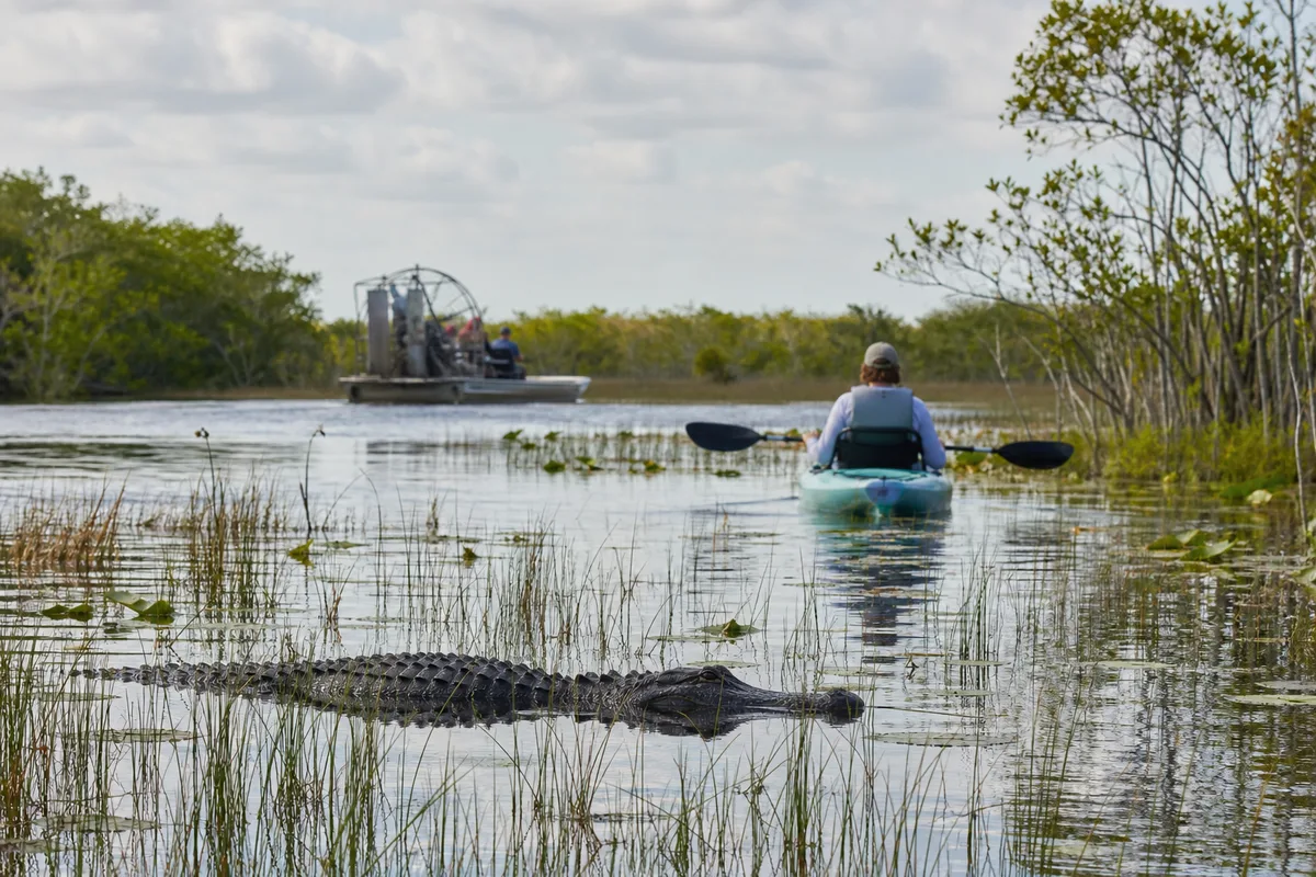 Everglades : alligators, airboats et kayak, ce qui vaut vraiment le coup