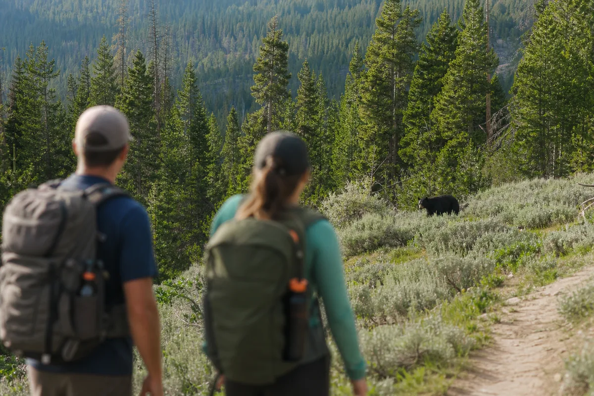 Ours et faune sauvage : les règles de sécurité qui comptent vraiment