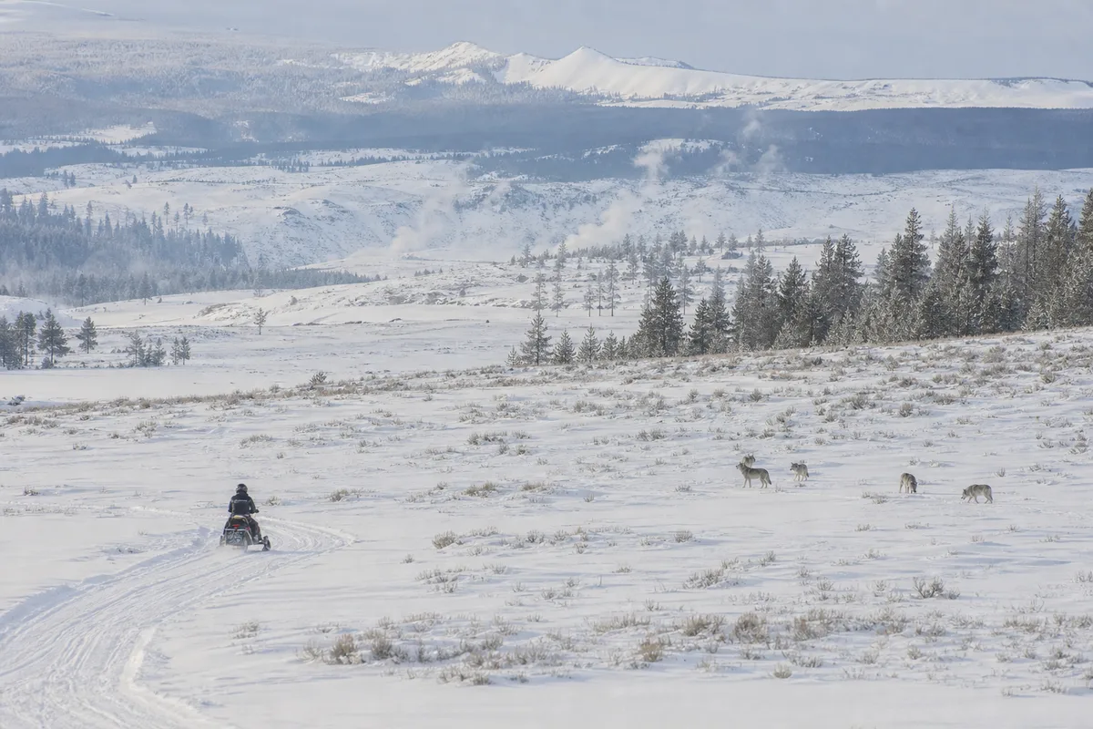 Yellowstone en hiver : motoneige, loups et solitude